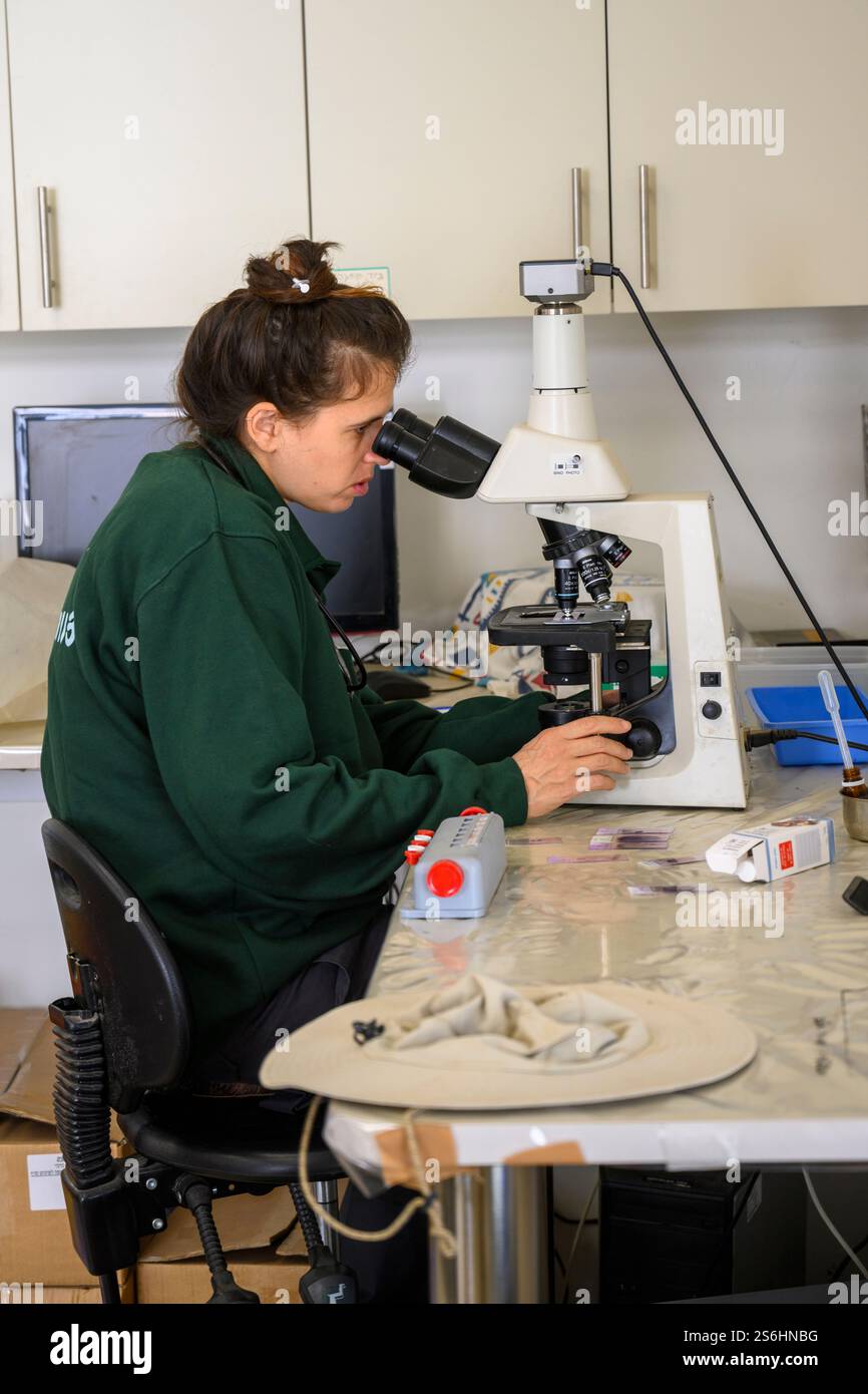 L'operatore utilizza un microscopio ottico per visualizzare i campioni di sangue su vetrini di vetro Foto Stock