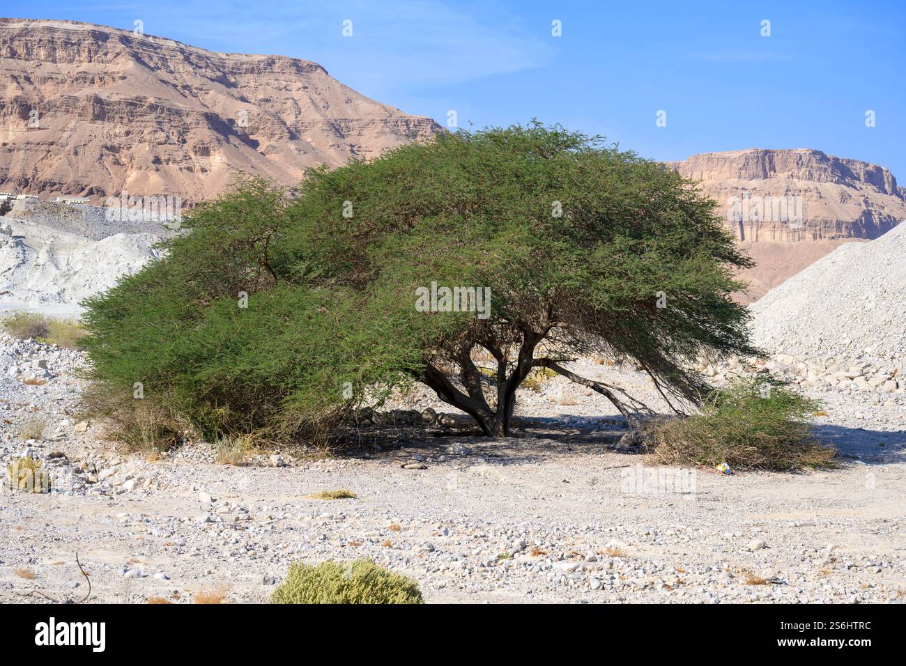 L'acacia solitaria fiorisce in un letto d'acqua secco sulla riva del Mar morto in Israele. Questo albero è nutrito da inondazioni improvvise poco frequenti Foto Stock