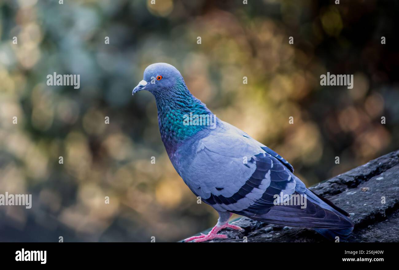 Un piccione selvatico (Columba Livia domestica) arroccato su un tetto in un ambiente urbano, che mostra le sue piume iridescenti sotto la luce naturale. Foto Stock