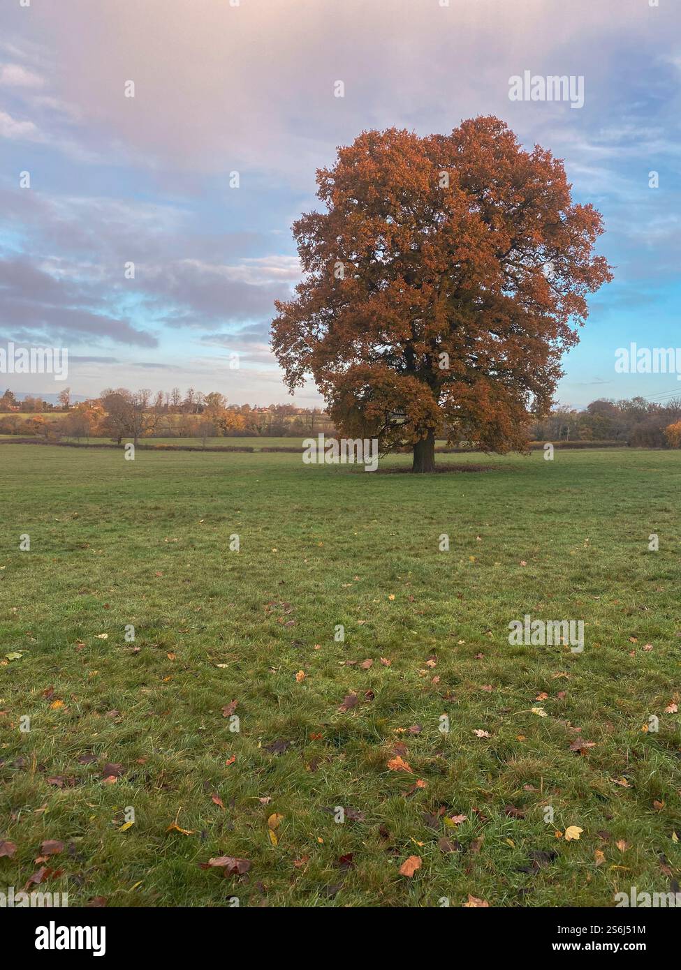 Un singolo albero di quercia in foglia d'autunno. Una foto di un telefono cellulare con post-elaborazione di un telefono o di un tablet. Foto Stock