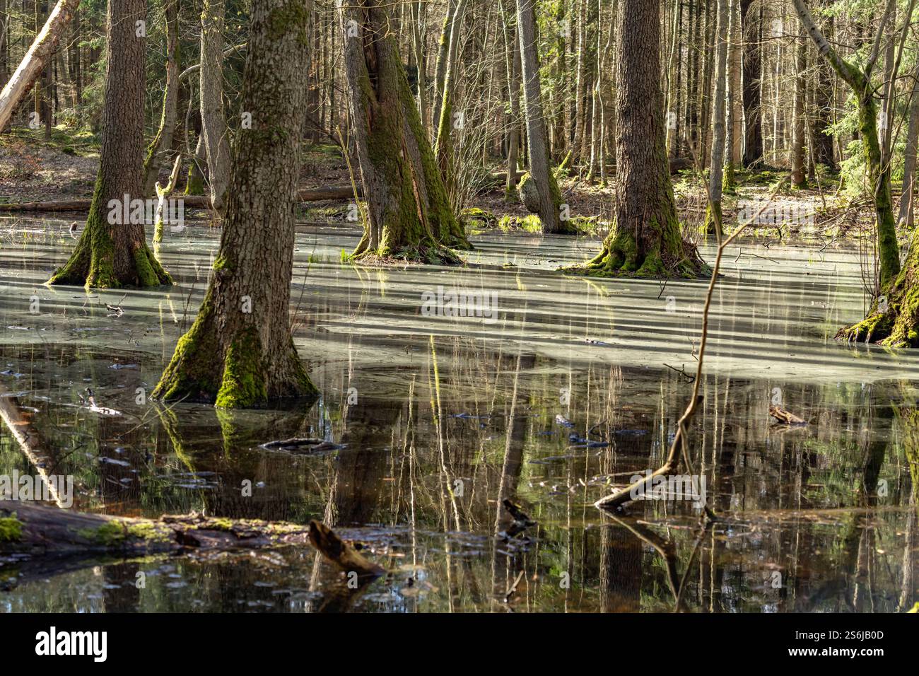 Wald und Moor im Müritz-Nationalpark, Meclemburgo-Vorpommern, Deutschland | Foresta e ormeggio al Parco nazionale di Müritz, Meclemburgo-Vorpommern, Germania Foto Stock