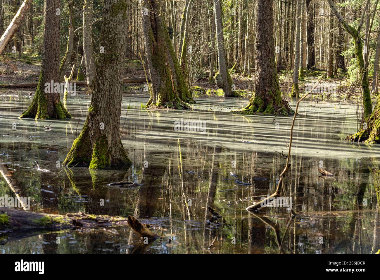 Müritz Nationalpark Wald und Moor im Müritz-Nationalpark, Meclemburgo-Vorpommern, Deutschland Forest and Moor at Müritz National Park, Meclemburgo-VOR Foto Stock