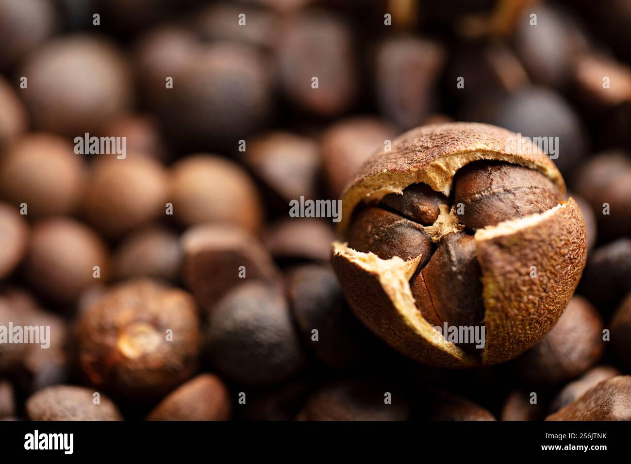 Semi tradizionali cinesi di Camellia oleifera Foto Stock