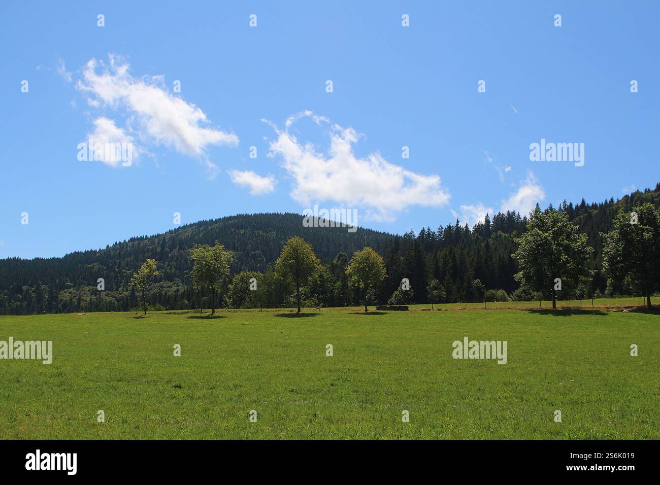 Scena naturale con prato e bosco e cielo blu (Blackforest, Germania) Foto Stock