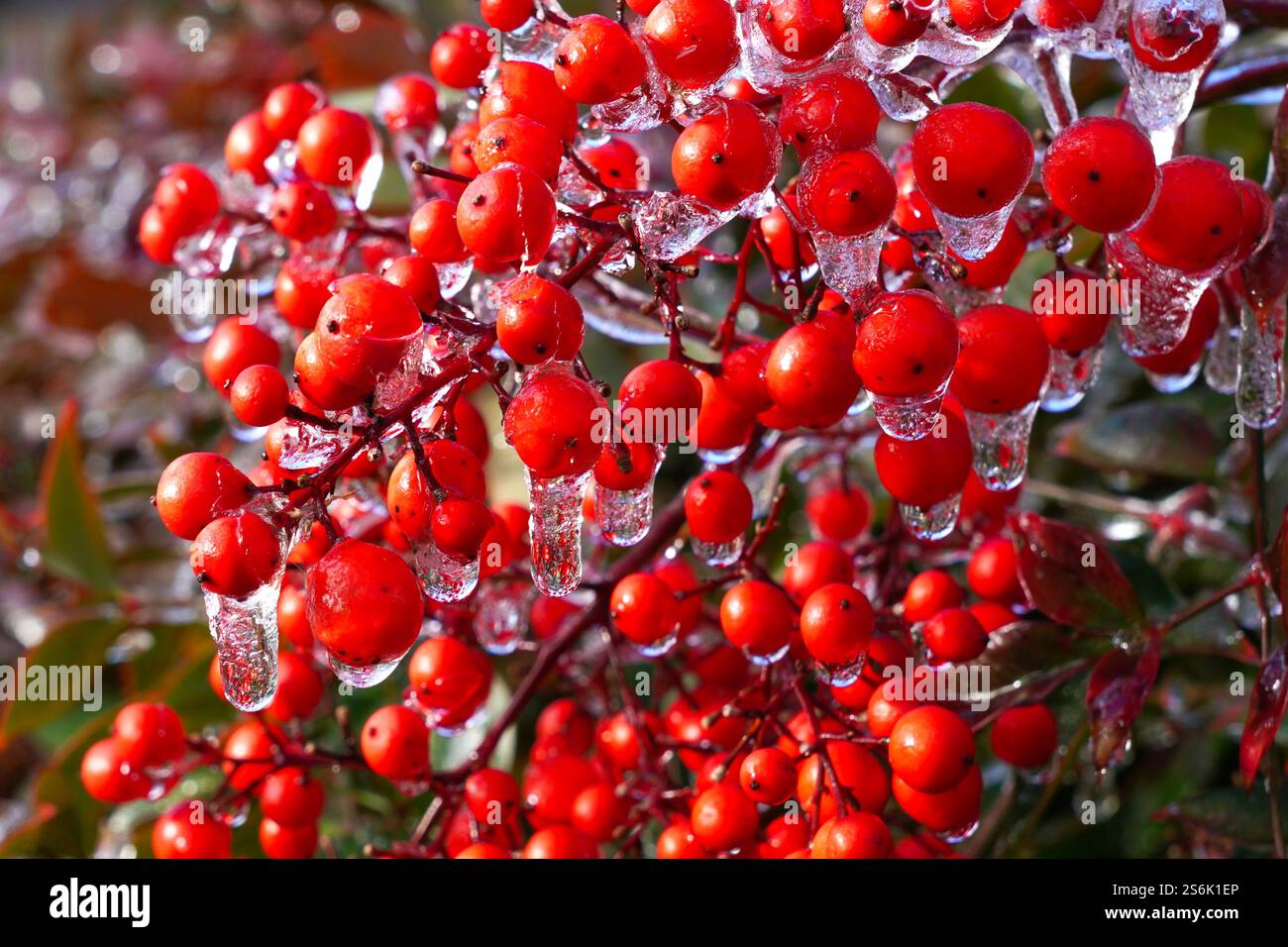 Bacche ricoperte di ghiaccio di un cespuglio di Nandina in inverno Foto Stock
