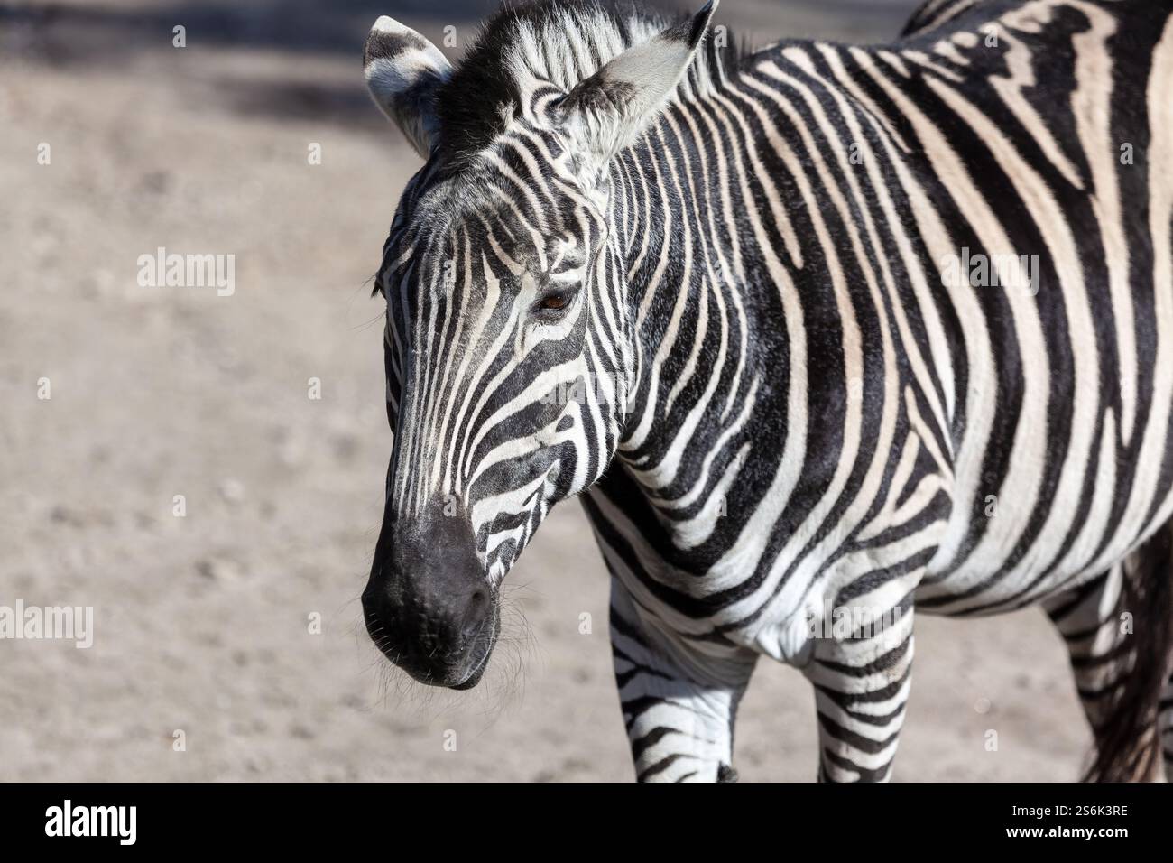 Zebra sfoggia le sue distintive strisce bianche e nere. La zebra si trova su un terreno sabbioso, con il suo motivo unico e le sue caratteristiche facciali Foto Stock