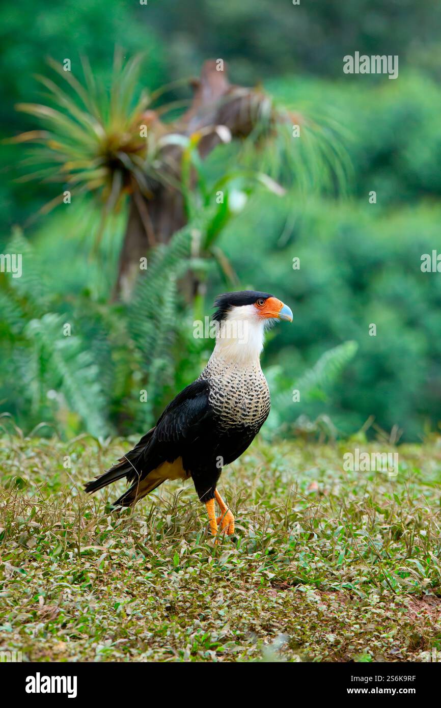 Caracara crestata (Caracara plancus), Costa Rica Foto Stock