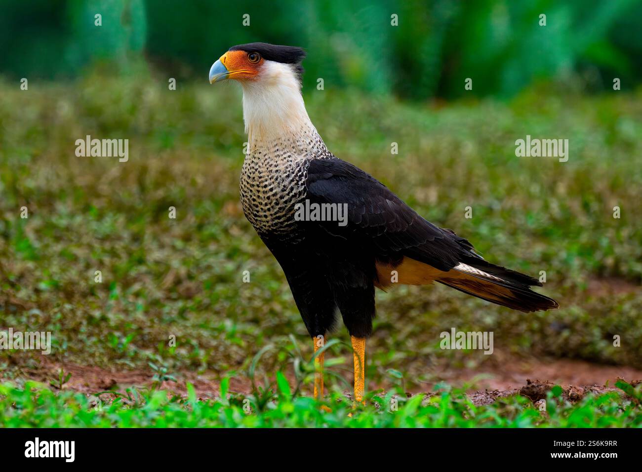 Caracara crestata (Caracara plancus), Costa Rica Foto Stock