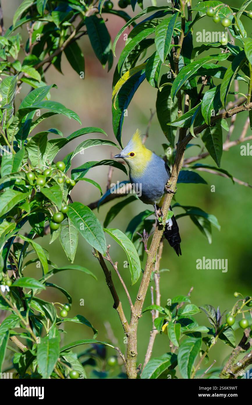 Silky-flycatcher dalla coda lunga, Ptiliogonys caudatus, Costa Rica Foto Stock