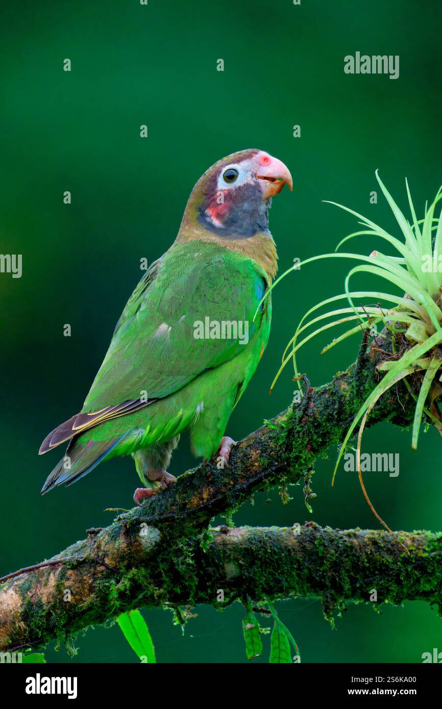 Pappagallo con cappuccio marrone (Pyrilia haematotis) seduto su un ramo, Costa Rica Foto Stock