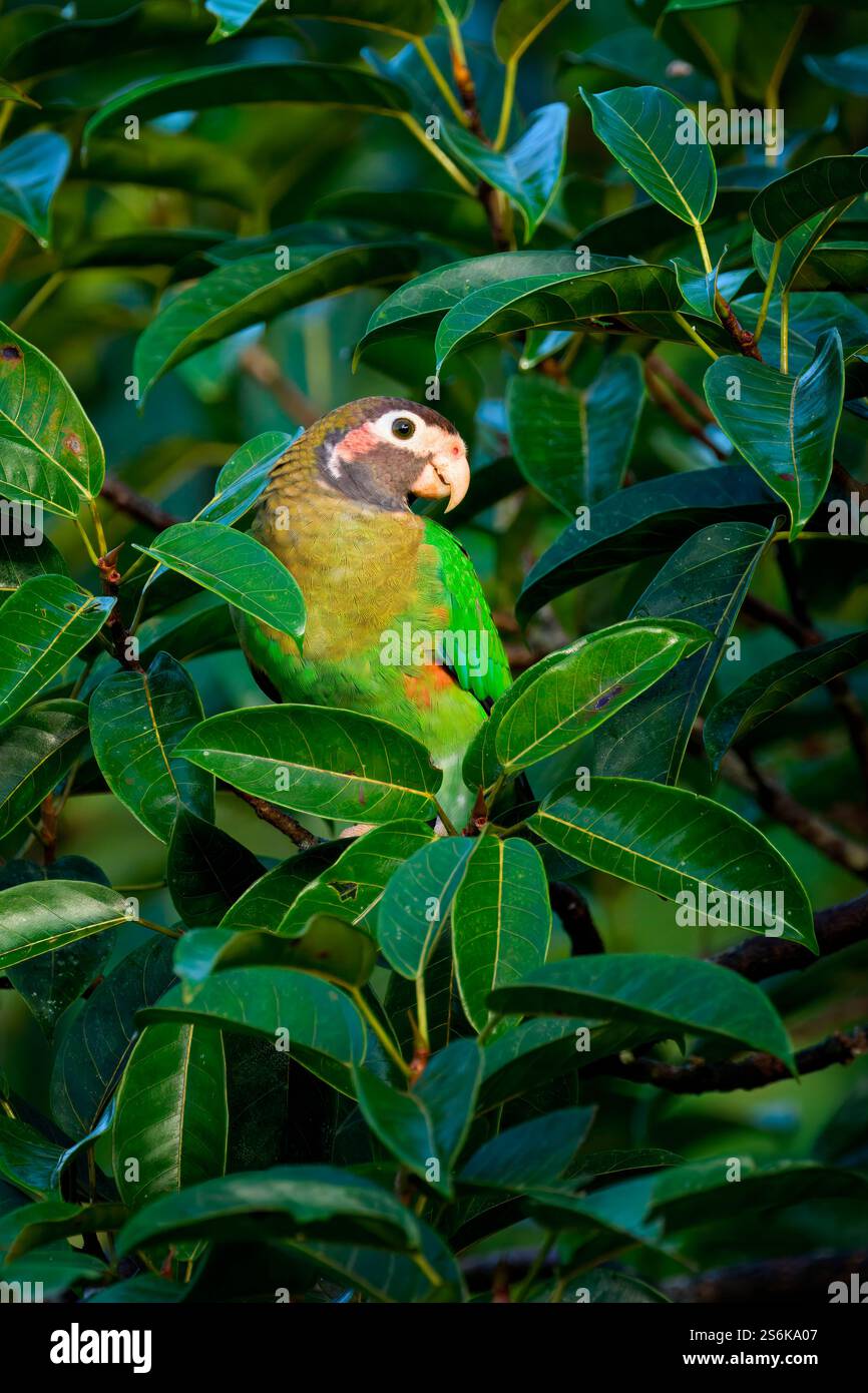 Pappagallo con cappuccio marrone (Pyrilia haematotis) seduto su un ramo, Costa Rica Foto Stock