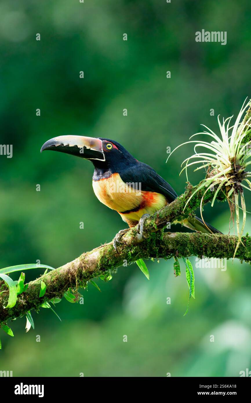 Aracari con colletto (Pteroglossus torquatus) seduto su un ramo, Costa Rica Foto Stock