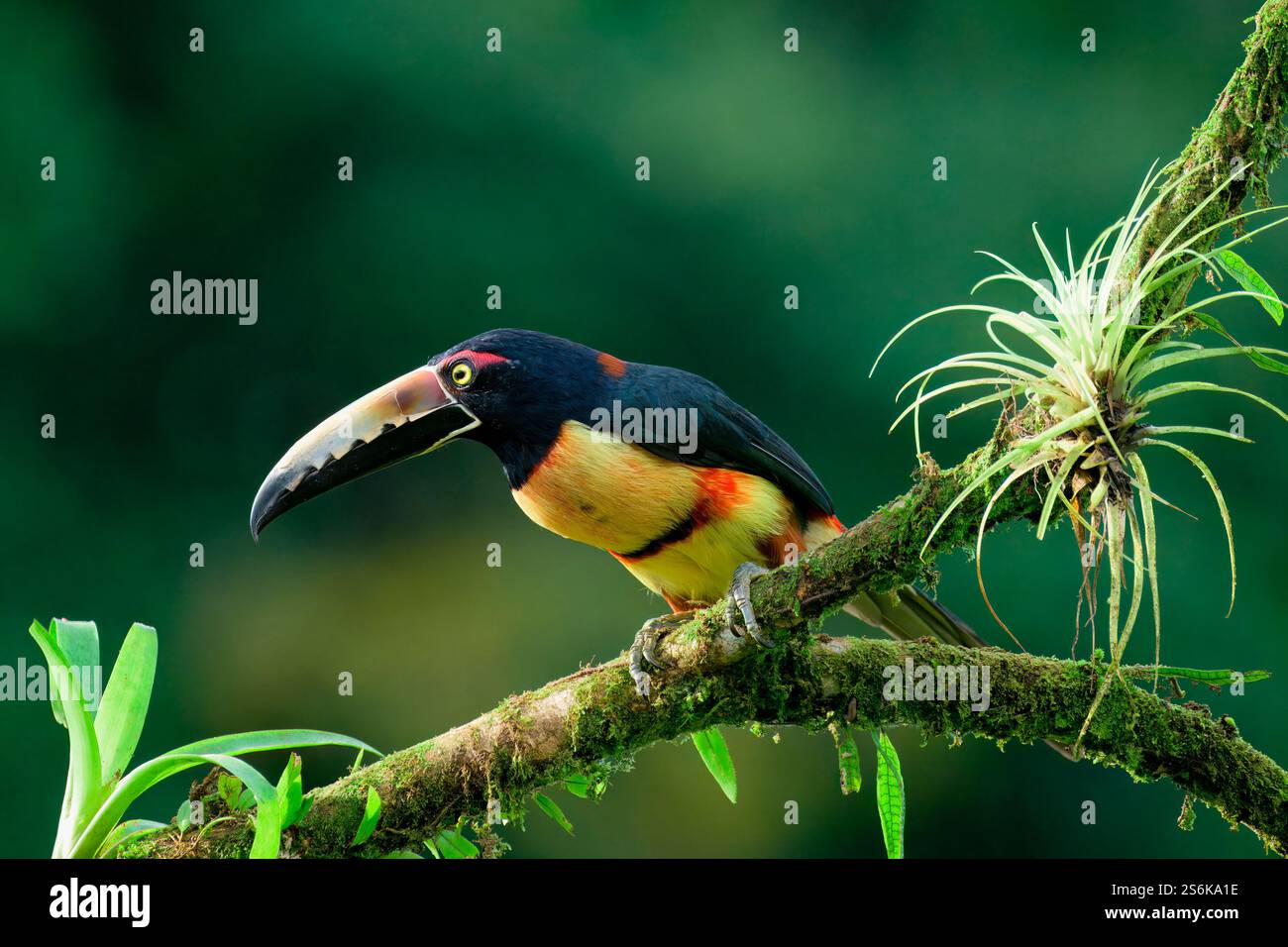Aracari con colletto (Pteroglossus torquatus) seduto su un ramo, Costa Rica Foto Stock
