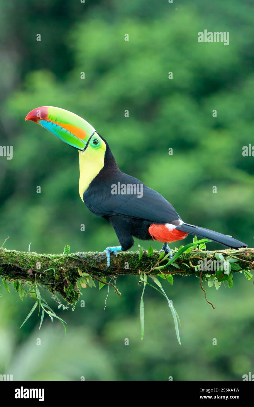 Toucan a base di chiglia (Ramphastos sulfuratus), seduto su una filiale, Costa Rica Foto Stock