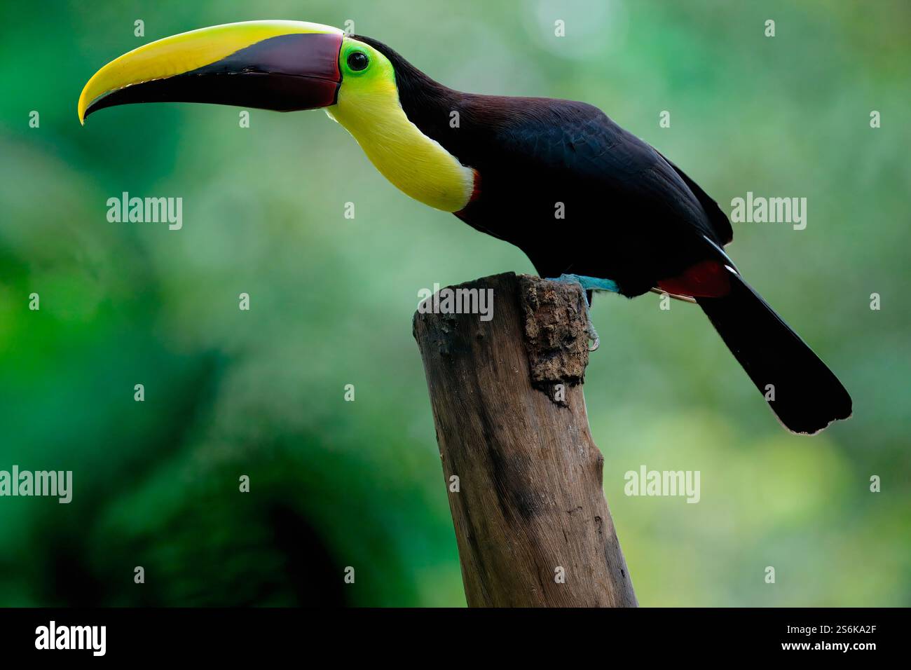 Toucan dalla gola gialla (Ramphastos ambiguus), arroccato su un palo, Costa Rica Foto Stock