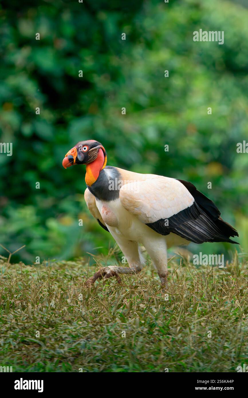 Re avvoltoio (Sarcoramphus papa) che cammina sull'erba, Costa Rica Foto Stock