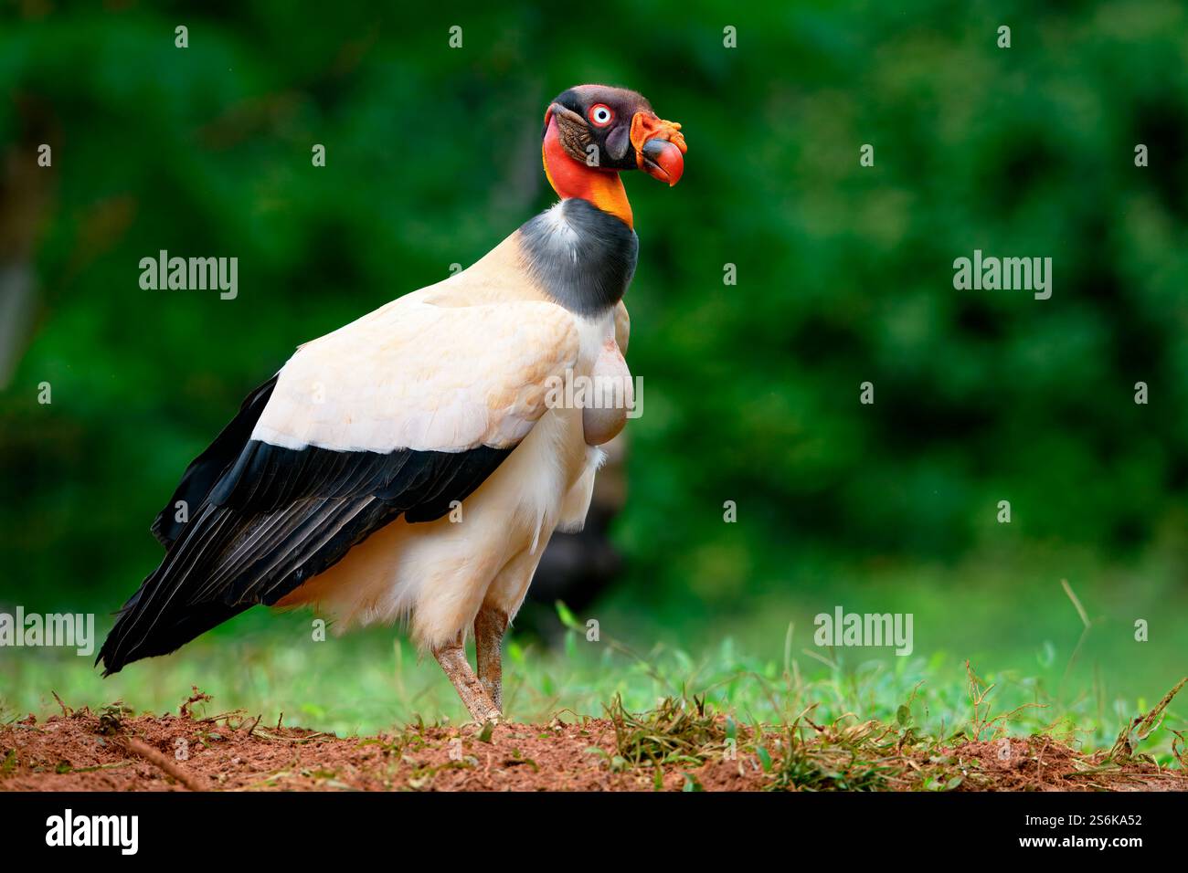 Re avvoltoio (Sarcoramphus papa) che cammina sull'erba, Costa Rica Foto Stock