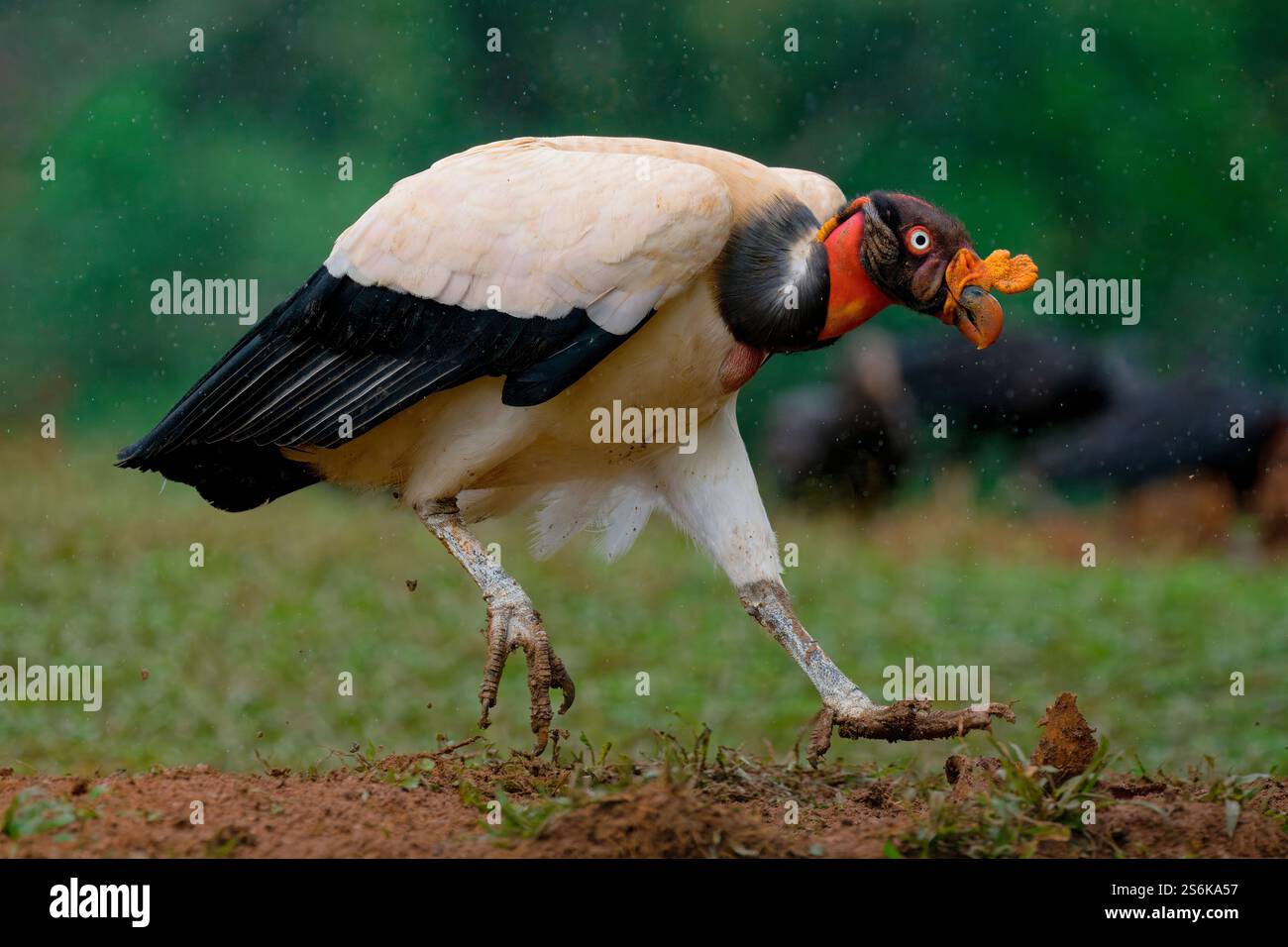 Re avvoltoio (Sarcoramphus papa) che corre a terra, Costa Rica Foto Stock