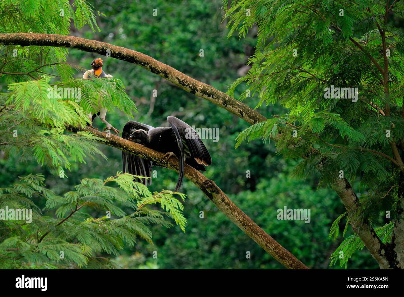 Re avvoltoio (Sarcoramphus papà) che dà da mangiare a un pulcino in un albero, Costa Rica Foto Stock