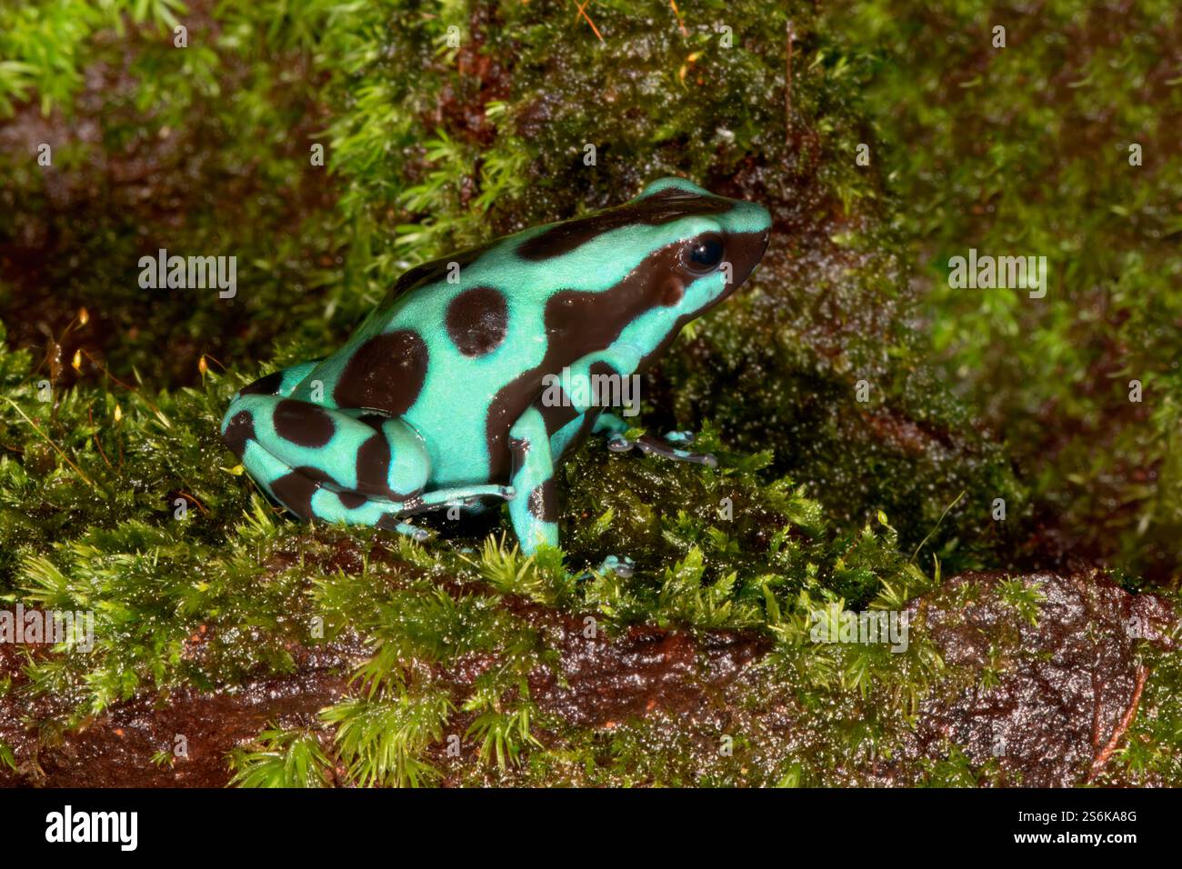 Rana verde-e-nera di cervo (Dendrobiates auratus), Costa Rica Foto Stock