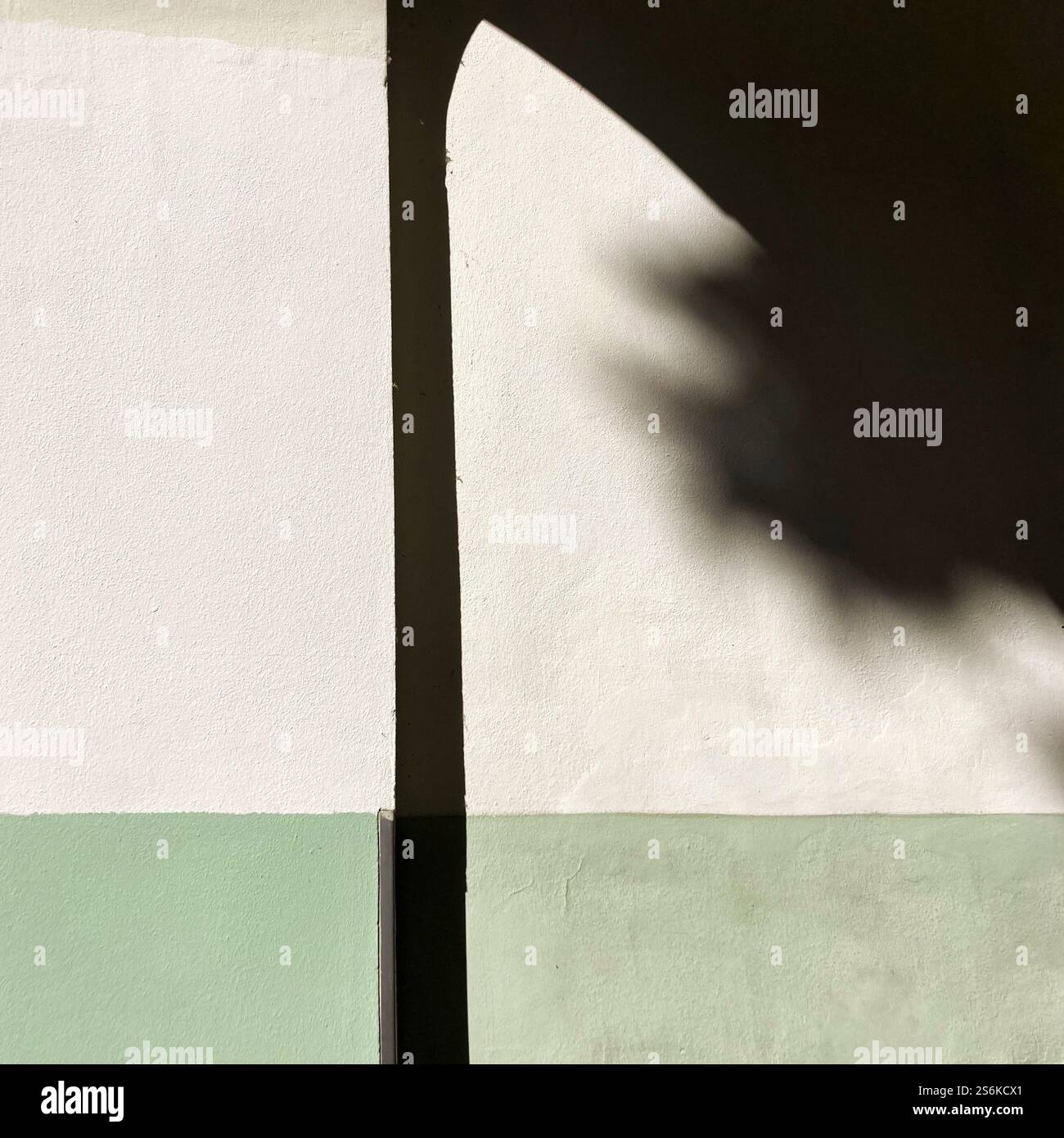 Composizione astratta con ombre su una parete testurizzata in verde pastello e bianco, evocando semplicità, geometria e creatività artistica. - Immagine stock catturata con smartphone