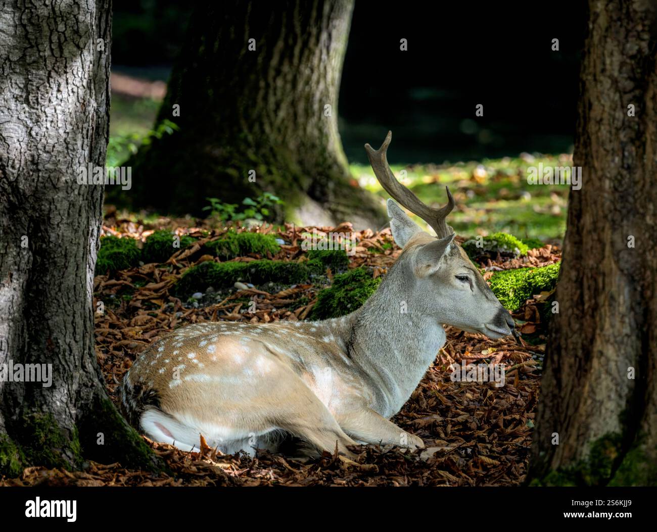 Cervo malvagio marrone maschio che giace nella foresta Foto Stock