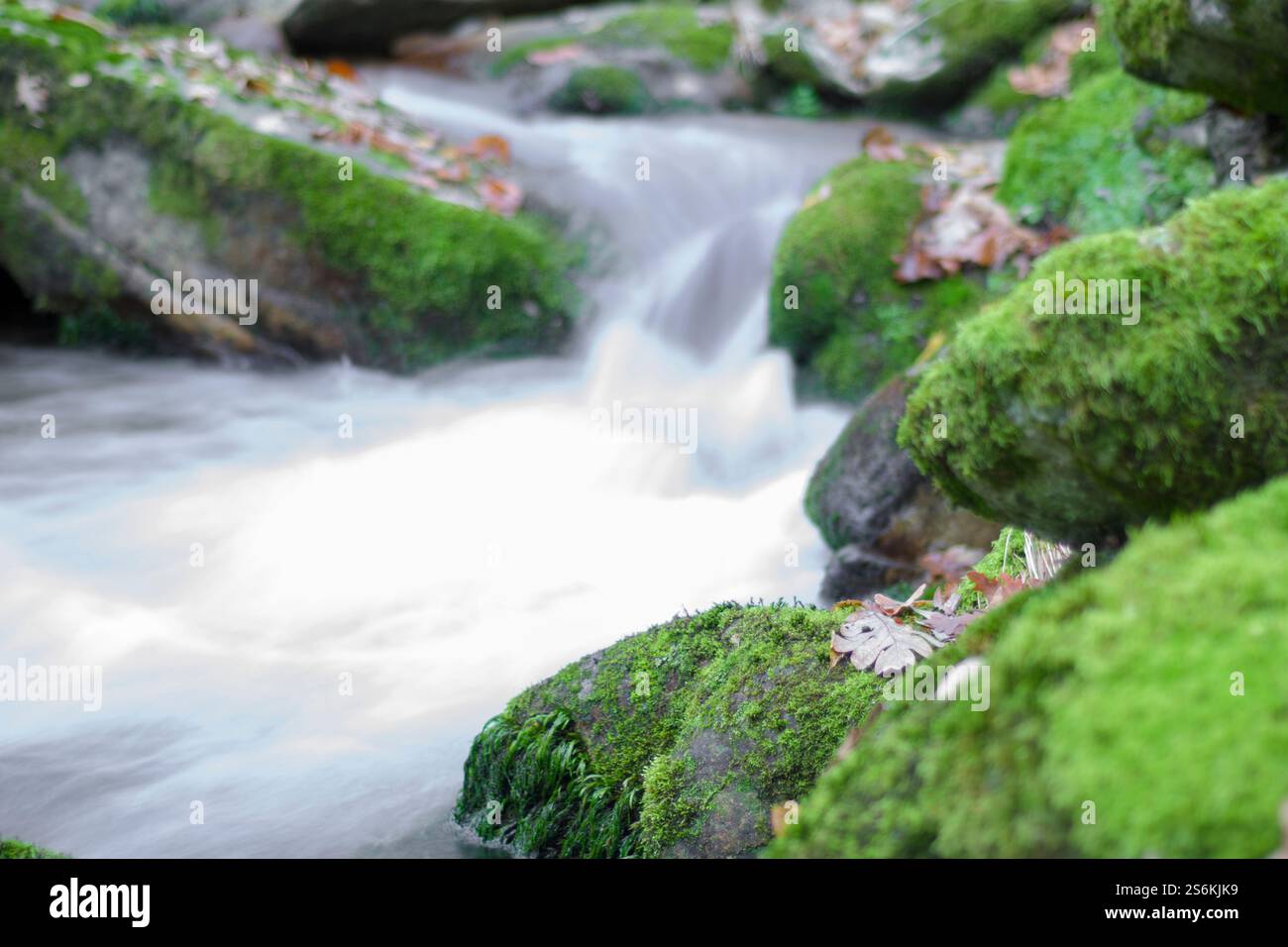 Muschio verde sulle rocce accanto a un fiume che scorre velocemente in un ecosistema di montagna Foto Stock