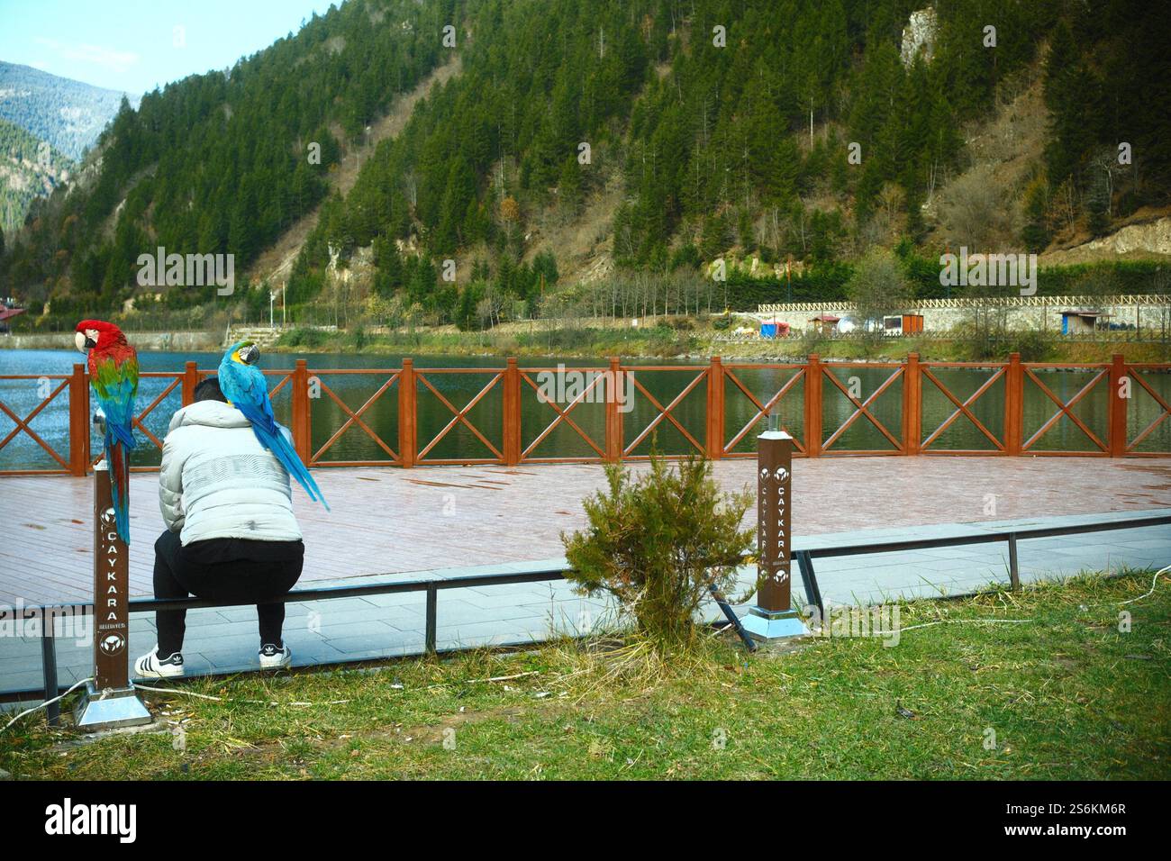 Uzungol, Trabzon, Turchia - 20 novembre 2024: Un pappagallo rosso e blu arroccato sulla spalla di un uomo vicino al lago Uzungol Foto Stock