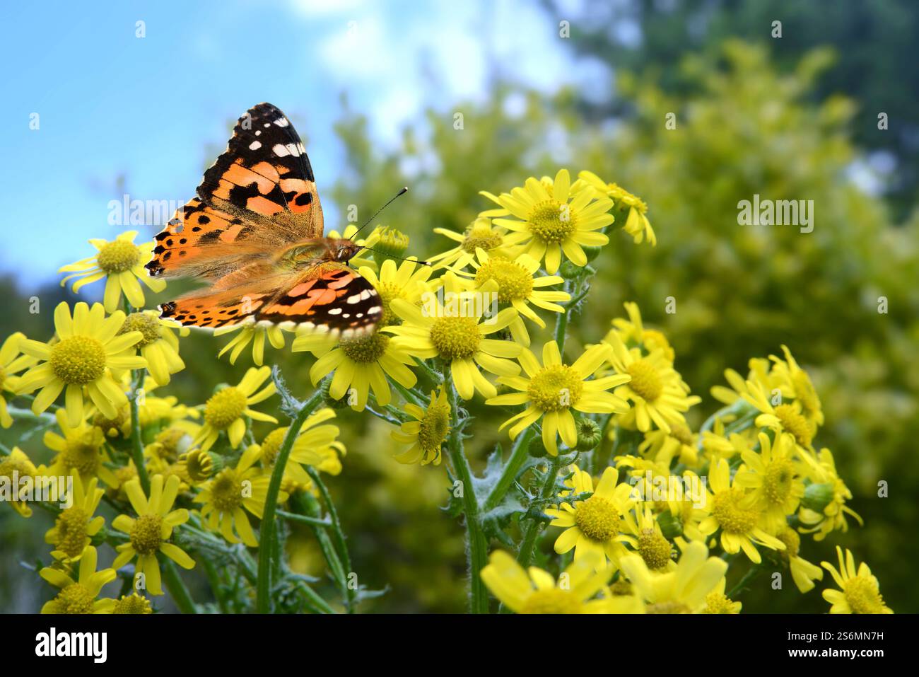 Farfalla in lamina da donna sopra l'erba incrociata di primavera Foto Stock