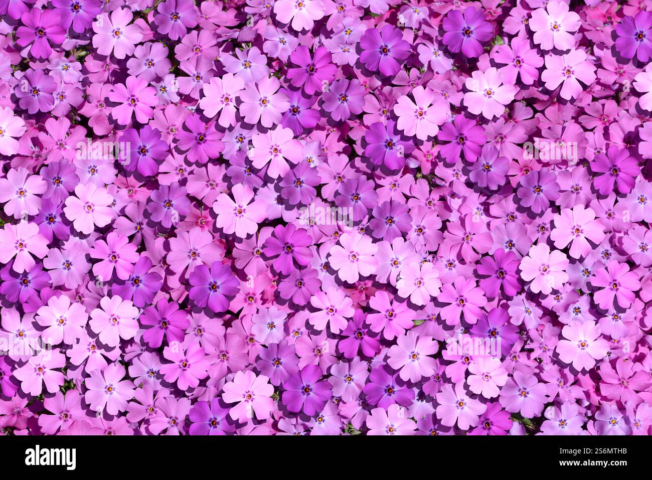 Tappeto di fiori Foto Stock
