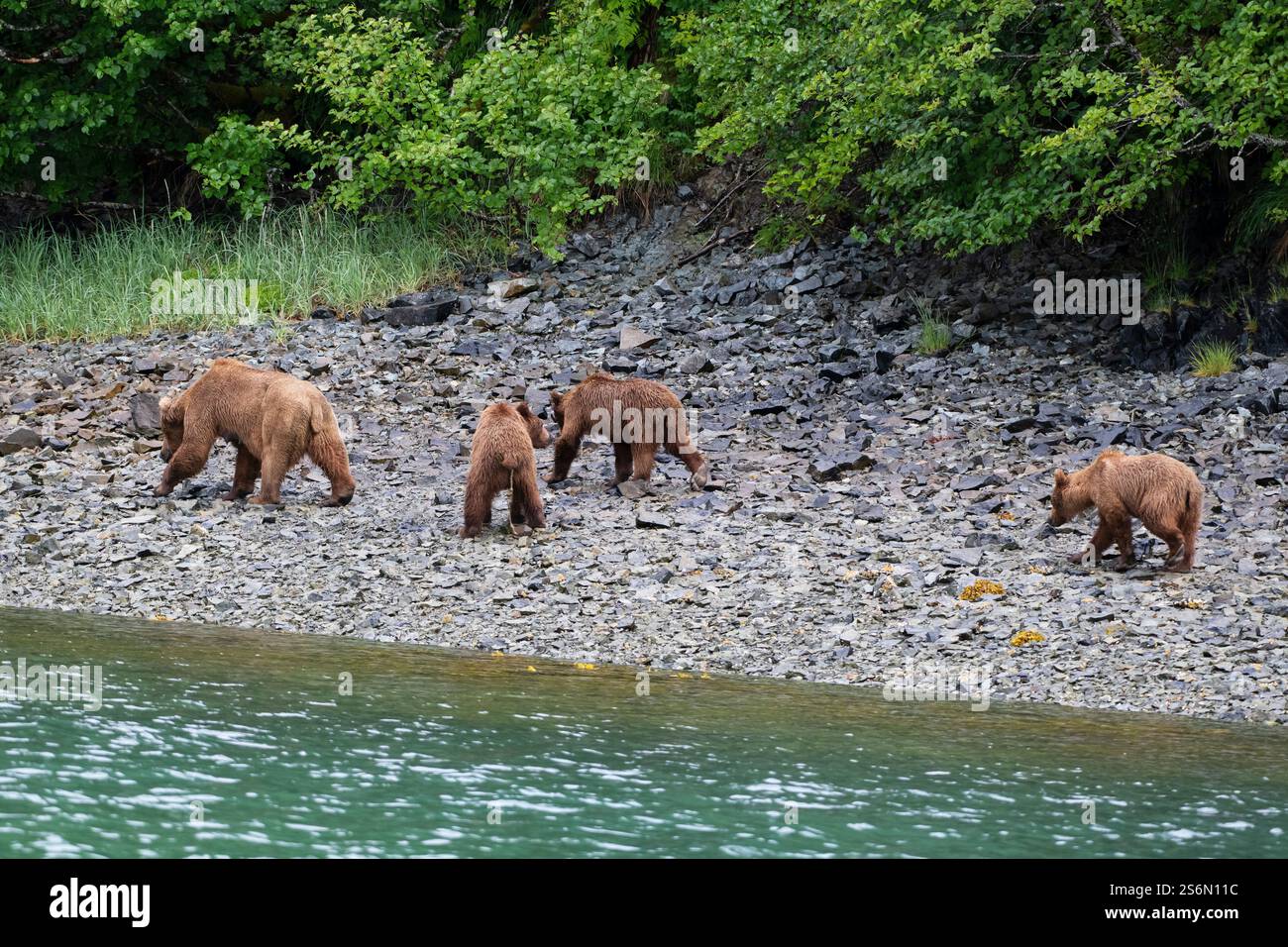 Una famiglia di orsi grizzly sulla costa dell'Alaska Foto Stock Una famiglia di orsi grizzly sulla costa dell'Alaska Foto Stock