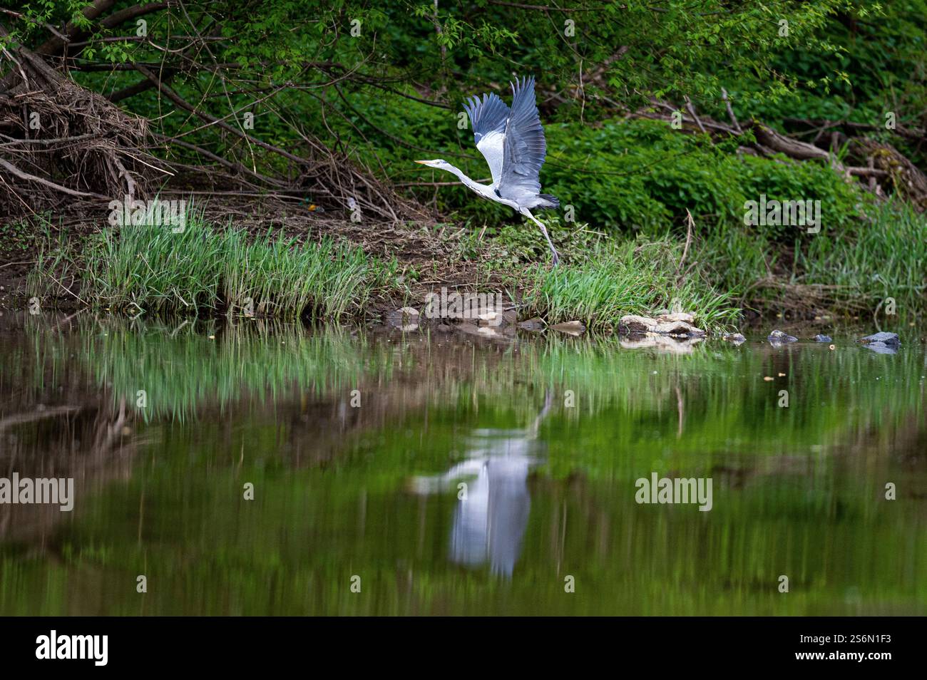 Airone volante sul Main Foto Stock