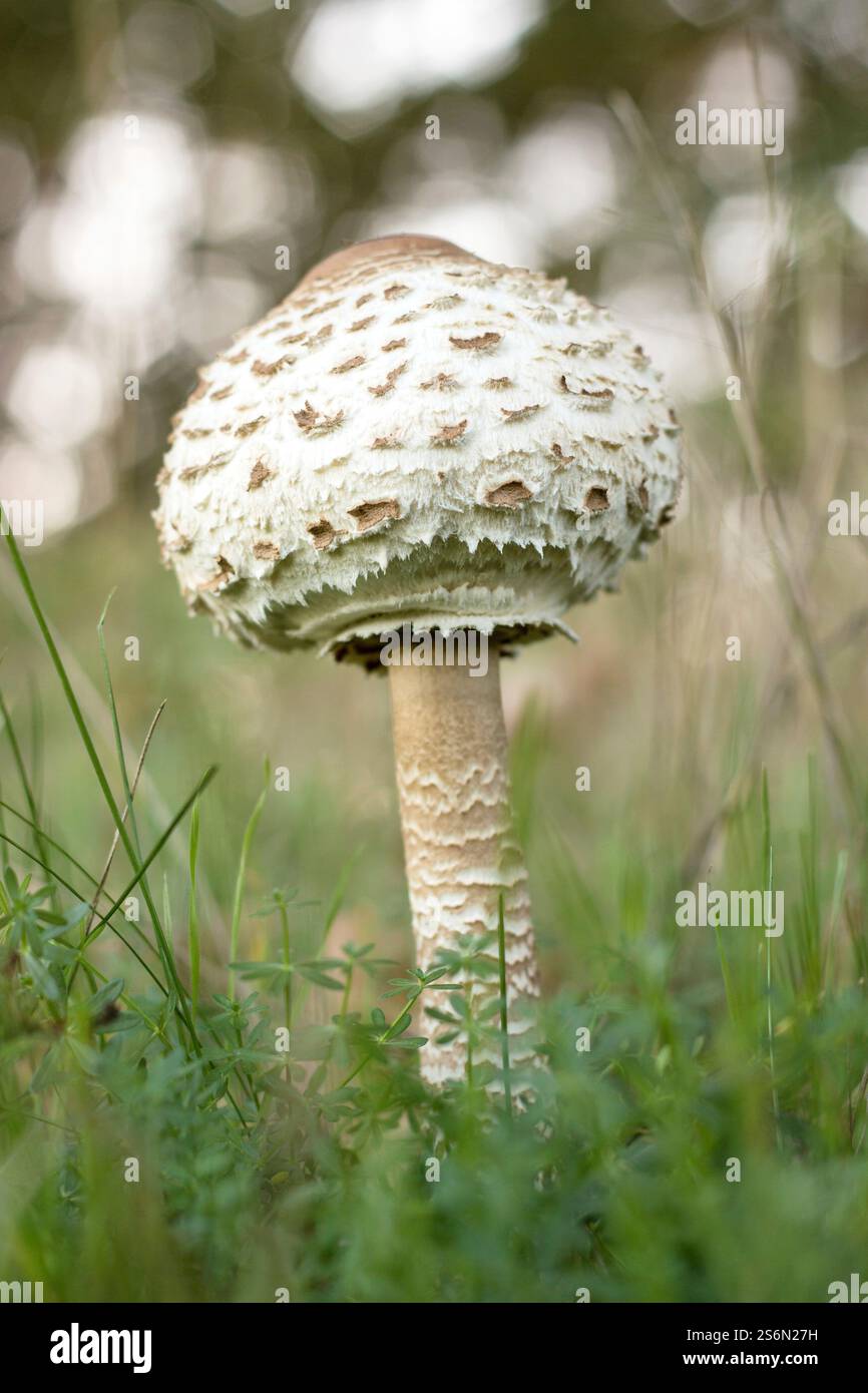Primo piano di un fungo da ombrellone ai margini della foresta Foto Stock