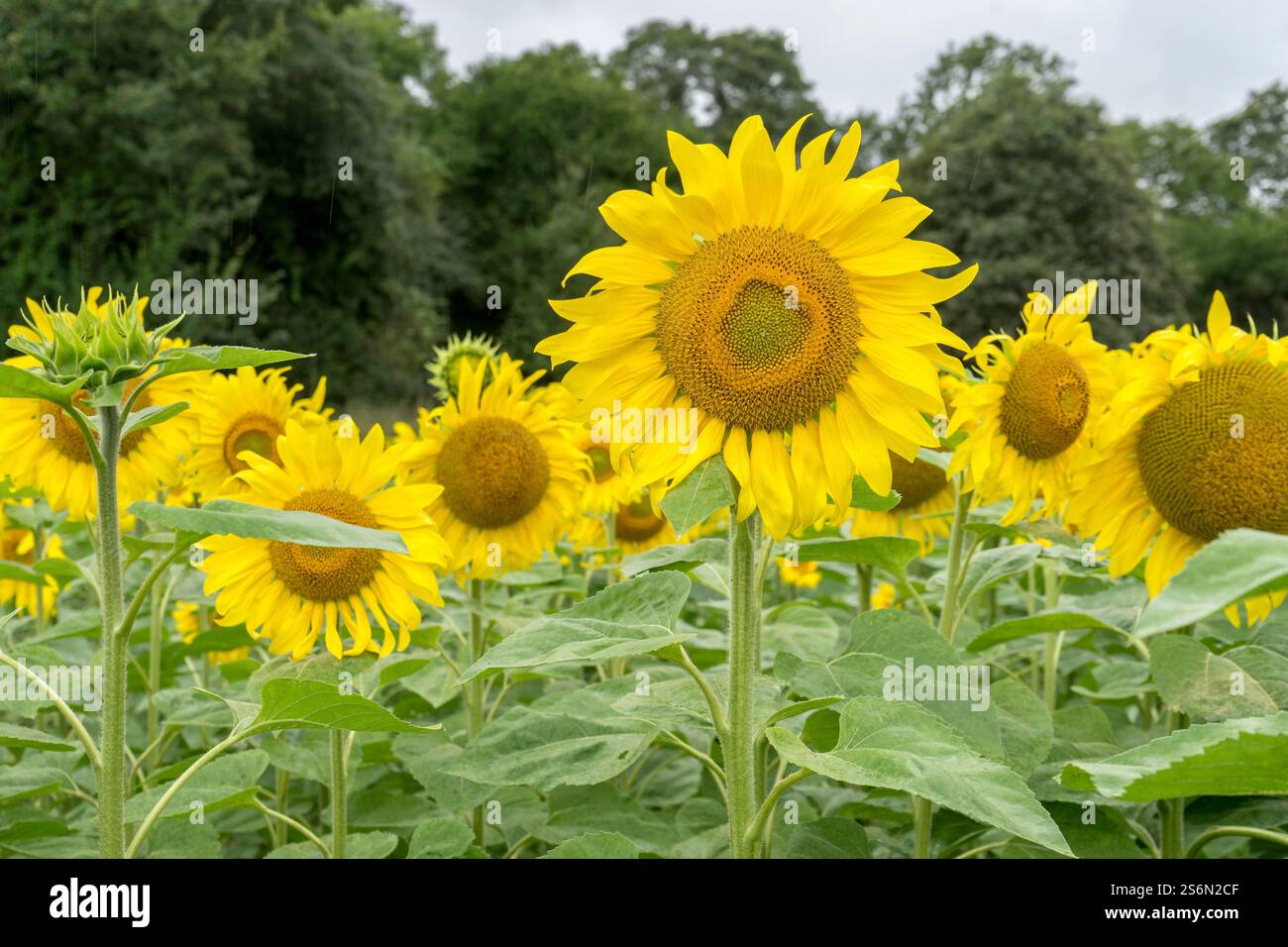 Campo di girasoli in fiore ai margini di una foresta in Germania Foto Stock