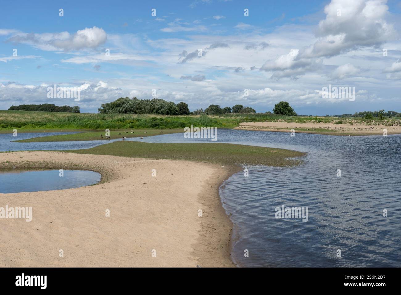 Paesaggio dell'Elba con dune di sabbia curve e uccelli selvatici in Sassonia-Anhalt in estate Foto Stock