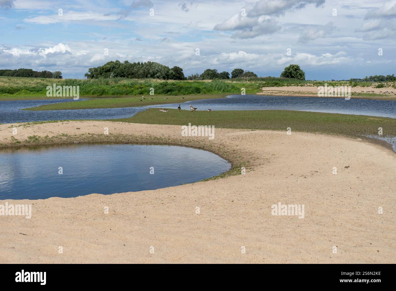 Paesaggio dell'Elba con dune di sabbia curve e uccelli selvatici in Sassonia-Anhalt in estate Foto Stock