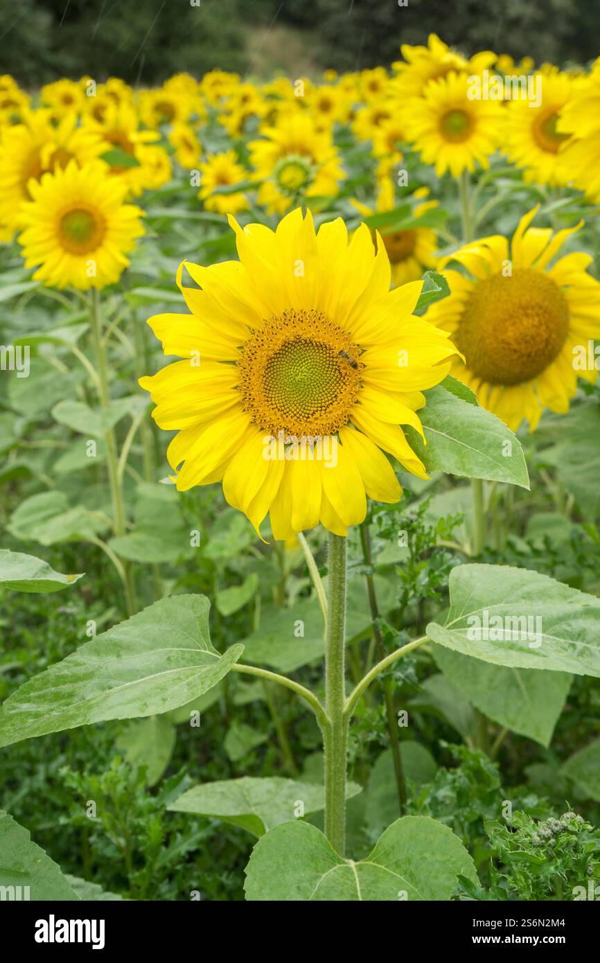Campo di girasoli in fiore ai margini di una foresta in Germania Foto Stock