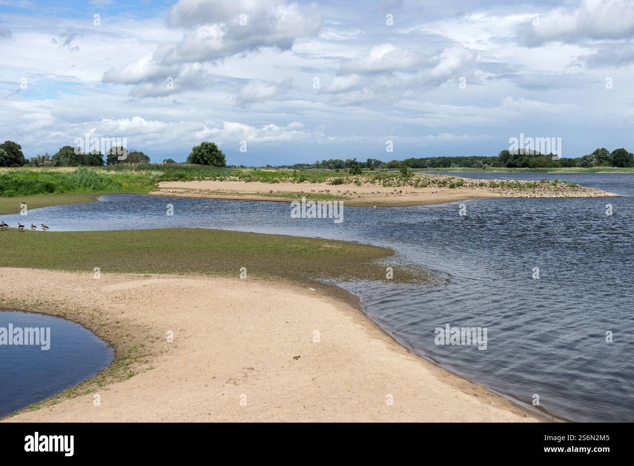 Paesaggio dell'Elba con dune di sabbia curve e uccelli selvatici in Sassonia-Anhalt in estate Foto Stock
