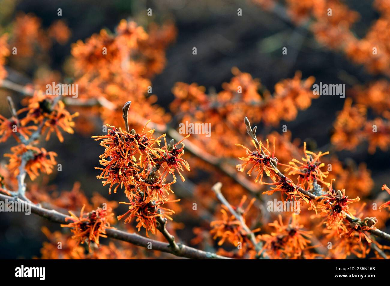 Nocciola strega in fiore nel parco dei giardini di Bad Zwischenahn-Rostrup Foto Stock