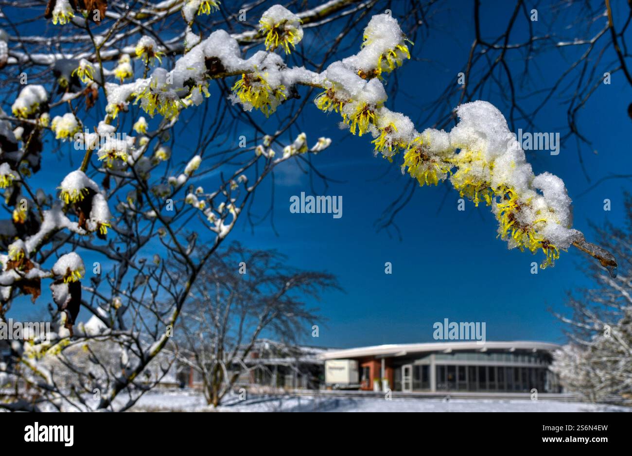 Il nocciolo delle streghe in fiore sotto la neve nel parco dei giardini di Bad Zwischenahn-Rostrup in un giorno d'inverno Foto Stock