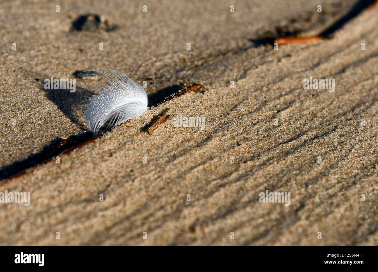 Primo piano di piume di uccelli sulla spiaggia di Weser Foto Stock