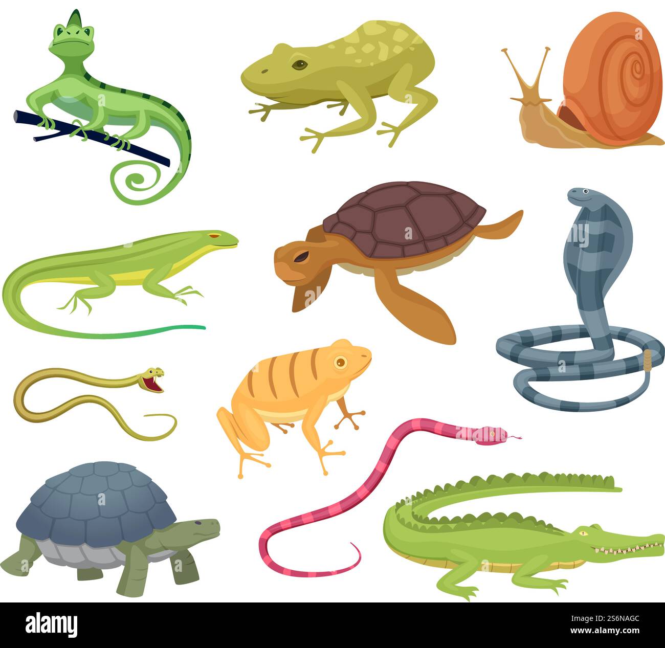 Amphibia e rettili. Animali selvatici tartarughe rettili serpenti e lucertole personaggi vettoriali del terrario caldo in stile cartoni animati. Lucertola selvaggia, animale anfibio, serpente e camaleonte. Amphibia e rettili. Animali selvatici tartarughe rettili serpenti e lucertole personaggi vettoriali del terrario caldo in stile cartoni animati Illustrazione Vettoriale