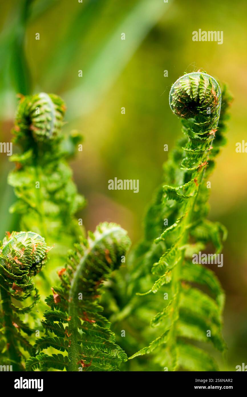 Spirale di felci giovani in primavera Foto Stock