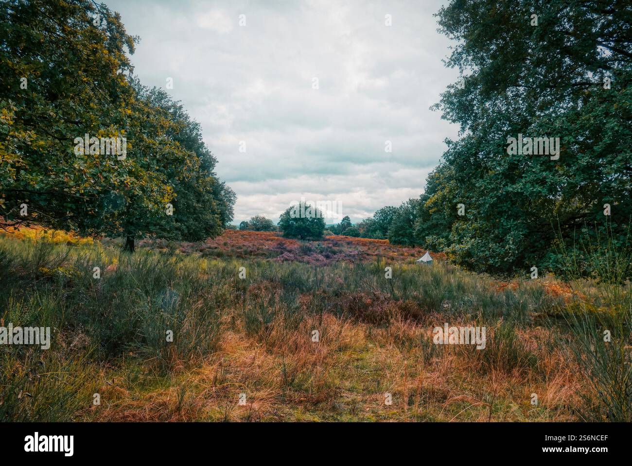 Colorato Wahner Heide in autunno Foto Stock