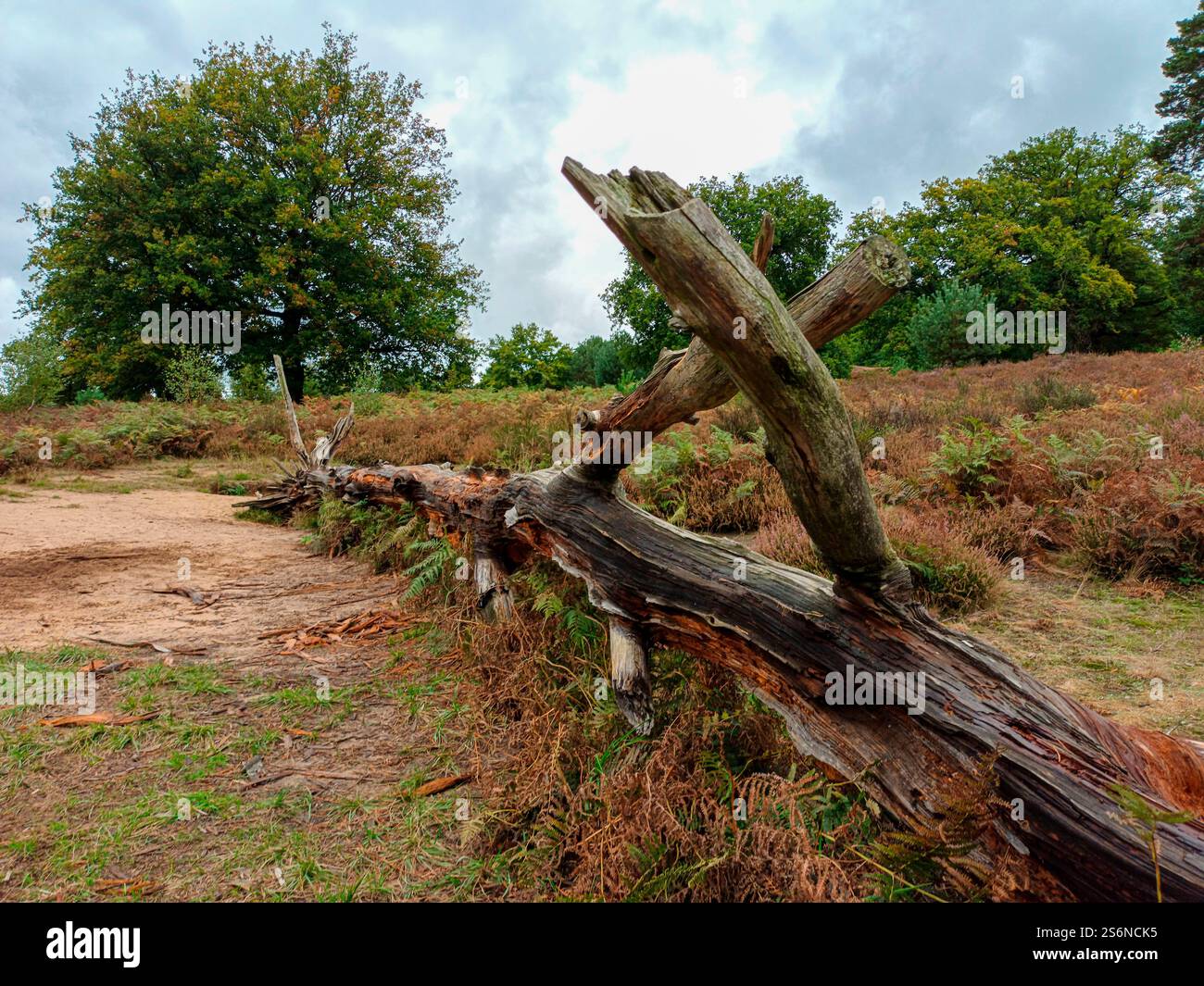 Paesaggio e albero morto nel Wahner Heide in autunno Foto Stock