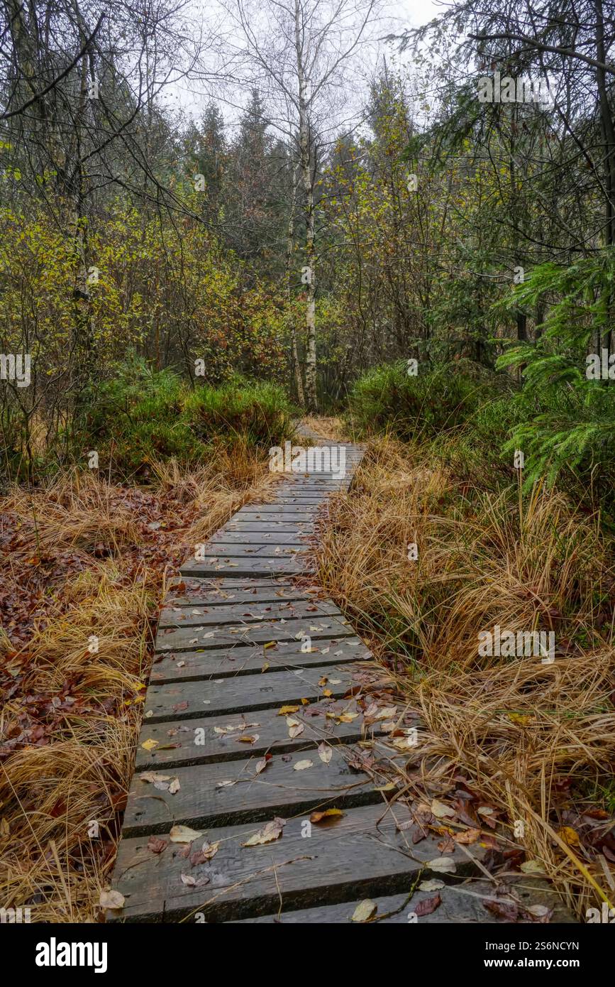 Sentiero in legno attraverso la foresta degli High Fens in Belgio Foto Stock