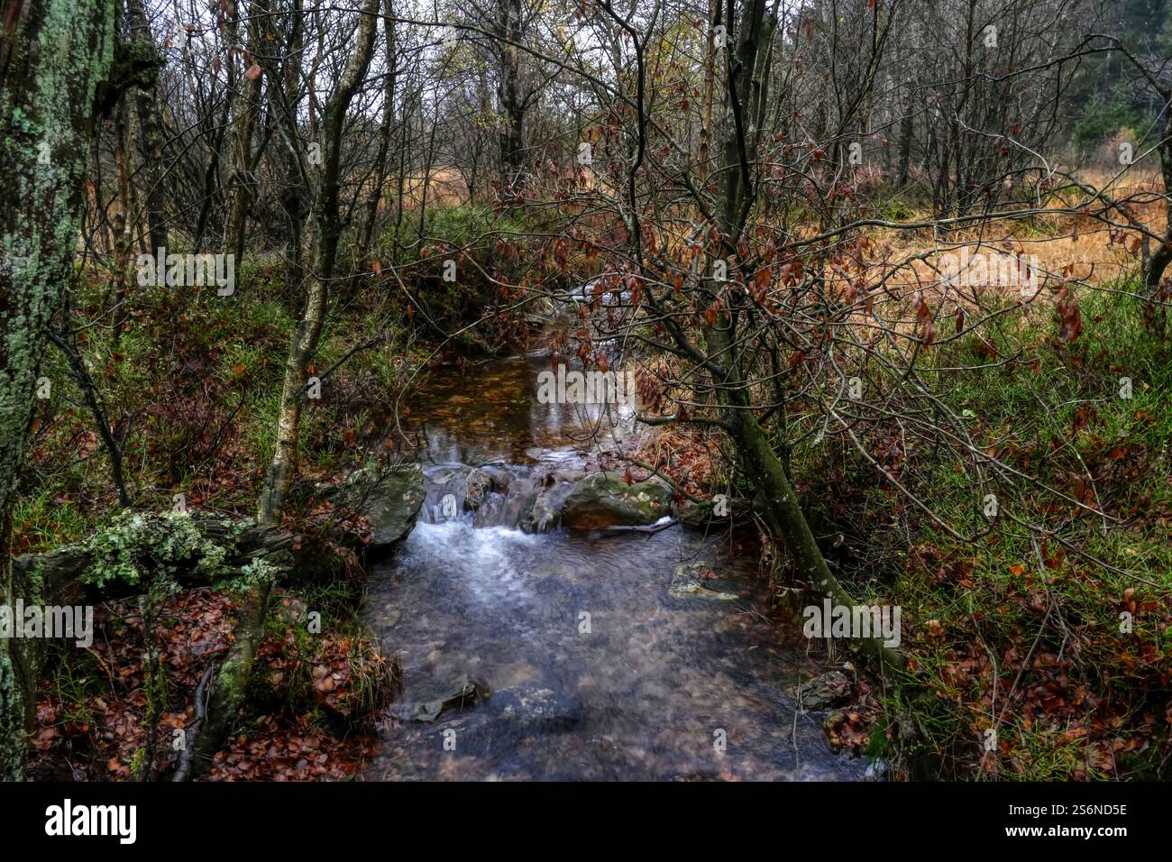 Veduta del Weser negli High Fens in Belgio Foto Stock