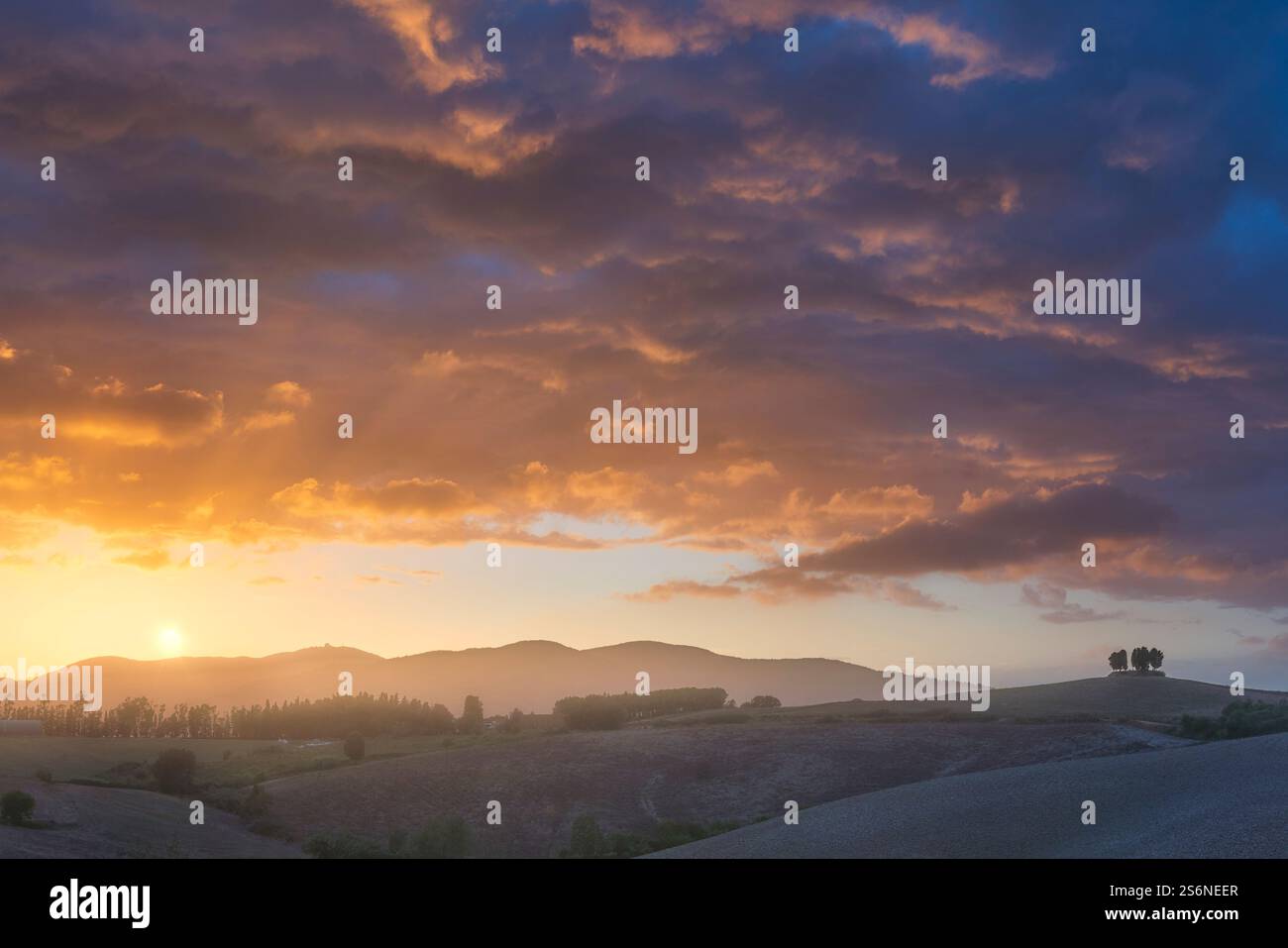 Boschetto di cipressi in cima a una collina al tramonto. Orciano Pisano sulle colline pisane, provincia di Pisa, regione Toscana, Italia Foto Stock