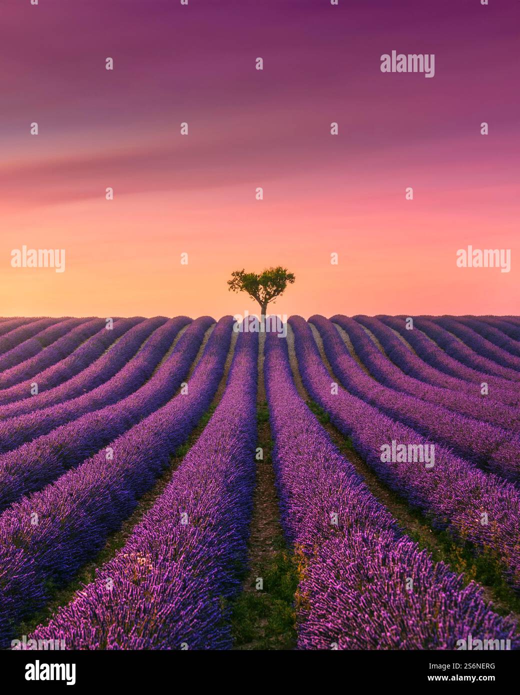 Campi di lavanda in fiore e alberi al tramonto sul Plateau de Valensole. Regione della Provenza, Francia Foto Stock
