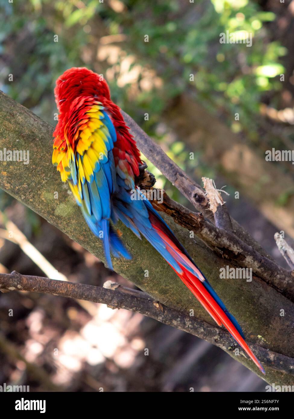 Macaw Red Parrot, Penisola dello Yucatan, Messico Foto Stock